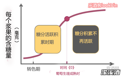 葡萄浆果的糖分积累：酿酒葡萄品质的基础指标之一