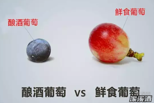 罗纳河谷：探索隐藏的葡萄品种宝藏