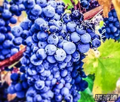 阿玛罗奈Amarone：投资界的新热门之选