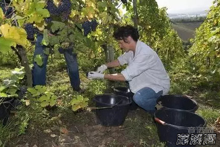 从葡萄到葡萄酒的背后，竟有如此多的劳动！