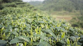 白芽奇兰是什么茶，高山白芽奇兰是什么茶