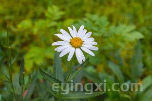 龙井茶的特点是什么，狮峰山龙井茶的特点