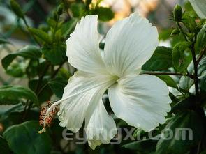 花毛峰的功效与作用，花毛峰属于什么茶系列